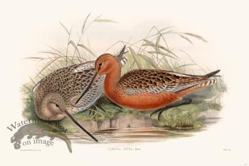 Gould Shore Bird 006